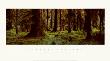 Hall Of Mosses, Olympic National Park by Susan Drinker Limited Edition Pricing Art Print