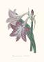 Hippeastrum Reticulatum by John Edwards Limited Edition Pricing Art Print