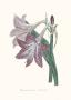 Hippeastrum Reticulatum by John Edwards Limited Edition Print