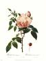 Indica Fragrans by Pierre-Joseph Redoute Limited Edition Pricing Art Print