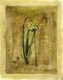 Allium by Paul Hargittai Limited Edition Pricing Art Print