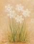 White Daffodils by Debra Lake Limited Edition Print