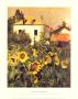 Sunflowers, Garden At Petit Gennevilliers by Gustave Caillebotte Limited Edition Print