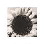 Sunflower by Graeme Harris Limited Edition Print