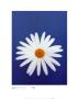 Marguerite Pure White On Reflex Blue by Masao Ota Limited Edition Pricing Art Print