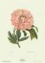 Peony by Pierre-Joseph Redouté Limited Edition Pricing Art Print