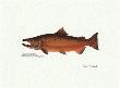 Chinook Fish by Ron Pittard Limited Edition Print
