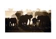 Elephant Herd by Theo Allofs Limited Edition Pricing Art Print
