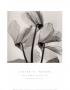 Cyclamen Study I by Steven N. Meyers Limited Edition Print