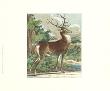 Deer In The Wild Iv by Johann Elias Ridinger Limited Edition Pricing Art Print