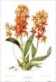 Sertum Orchidaceum by Sir John Lindley Limited Edition Pricing Art Print
