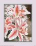 Pink Lilies by Linscott Limited Edition Print