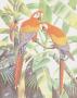 Scarlet Macaws by Leland Brewsaugh Limited Edition Print