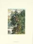 The Adaptable Pine Tree by Ernest Heyn Limited Edition Print