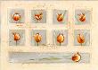 Nine Red Tulips by Laura Lynen Limited Edition Print