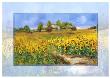 Sunflower Surprise by Katharina Schottler Limited Edition Print