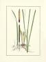 Cattail by Samuel Curtis Limited Edition Pricing Art Print