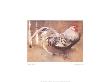 The Spangled Cock by J. Crawhall Limited Edition Print