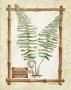 Hammock Fern by Susan Clickner Limited Edition Print