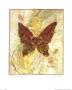 Butterfly Ii by Phyllis Knight Limited Edition Print