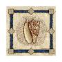 Volute Shell by Jane Matthews Limited Edition Print