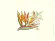 Bird Of Paradise Ii by Sydenham Teast Edwards Limited Edition Print