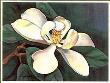 Twilight Magnolia I by Jane Segrest Limited Edition Print