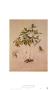 Dentaria Pentaphylla by Jacopo Ligozzi Limited Edition Pricing Art Print