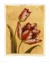 Tulipa Rosea by Jinna Mchugh Limited Edition Pricing Art Print