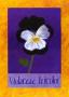 Violaceae Tricolor by Sue Allen Limited Edition Print