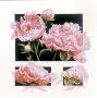 Pink Peony Concepts by Dorothea Celania Limited Edition Pricing Art Print