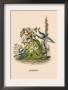 Aubepine by J.J. Grandville Limited Edition Pricing Art Print