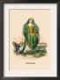 Nenuphar by J.J. Grandville Limited Edition Pricing Art Print