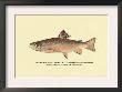 The Brook Trout, Showing Bright Or Early Fall Coloration by H.H. Leonard Limited Edition Pricing Art Print