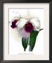 Laelio-Cattleya Rex by H.G. Moon Limited Edition Pricing Art Print