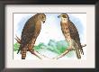 Hen Hawk And Swainson's Hawk by Theodore Jasper Limited Edition Print