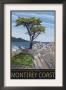 Monterey Coast, Ca - Cypress Tree, C.2009 by Lantern Press Limited Edition Print