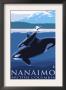Nanaimo, Bc, Orca And Calf, C.2009 by Lantern Press Limited Edition Print