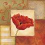 Orange Poppy Ii by Kim Lewis Limited Edition Print