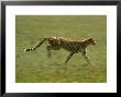 Cheetah, Africa by John Dominis Limited Edition Print