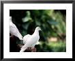 Doves by Bill Romerhaus Limited Edition Print