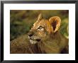 Lion Cub Looking Up, Pilanesberg National Park, South Africa by Walter Bibikow Limited Edition Print
