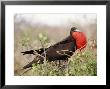 Frigate In Full Display, Galapagos Island, Ecuador by Yvette Cardozo Limited Edition Print