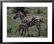 Burchell's Zebra Foal Nursing, Tanzania by Robert Franz Limited Edition Print