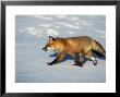 Red Fox On Snow, Vulpes Fulva, Mt by Robert Franz Limited Edition Print