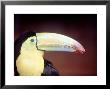 Toucan, Alajuela, Costa Rica, Central America by Scott Christopher Limited Edition Print