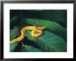 Eyelash Viper Snake by Timothy O'keefe Limited Edition Print