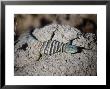 Baja Rock Lizard (Petrosaurus Thalassinus) by Ernest Manewal Limited Edition Print