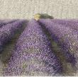 Lavender Field by Bret Staehling Limited Edition Print