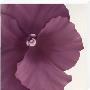 Violet Flower Ii by Yvonne Poelstra-Holzhaus Limited Edition Pricing Art Print